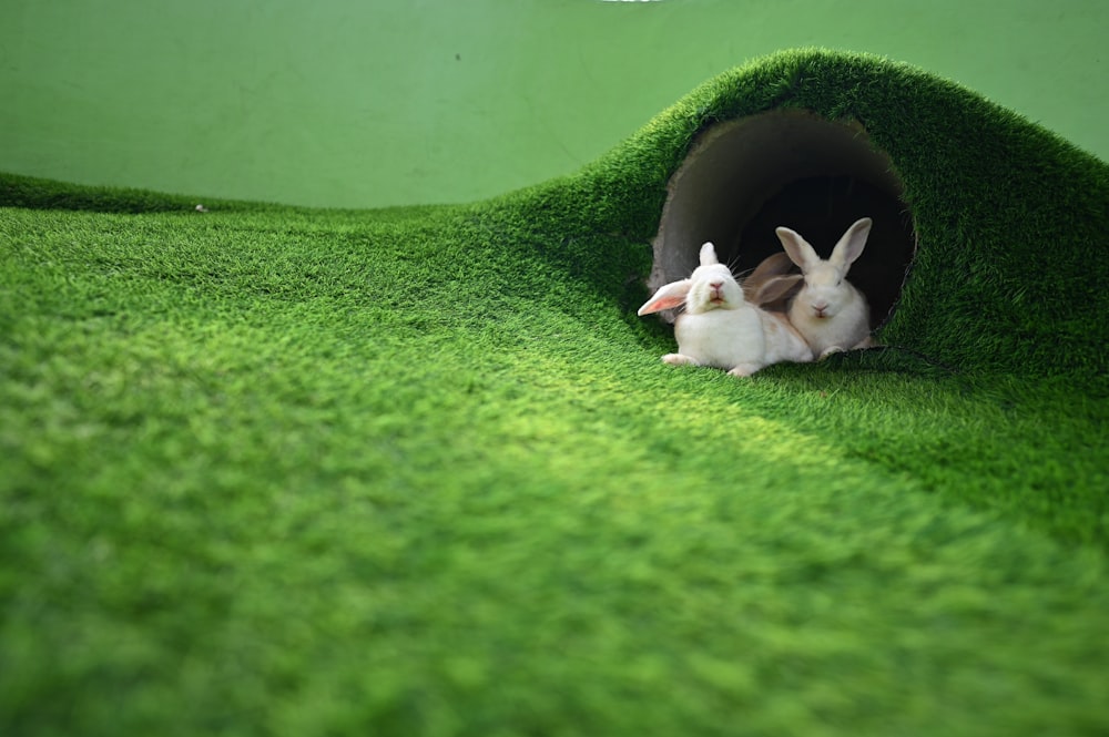 two rabbits are sitting in a grass tunnel