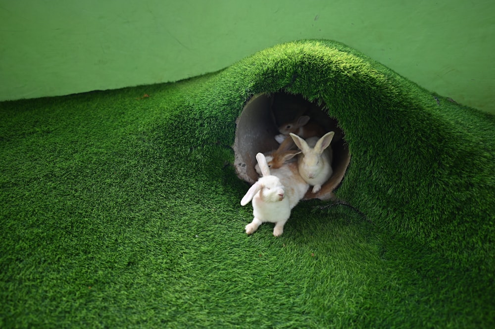 a couple of small white rabbits in a green tunnel