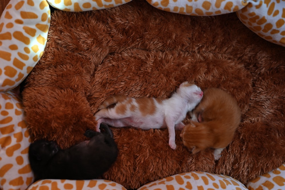 two kittens are sleeping on a giraffe print blanket