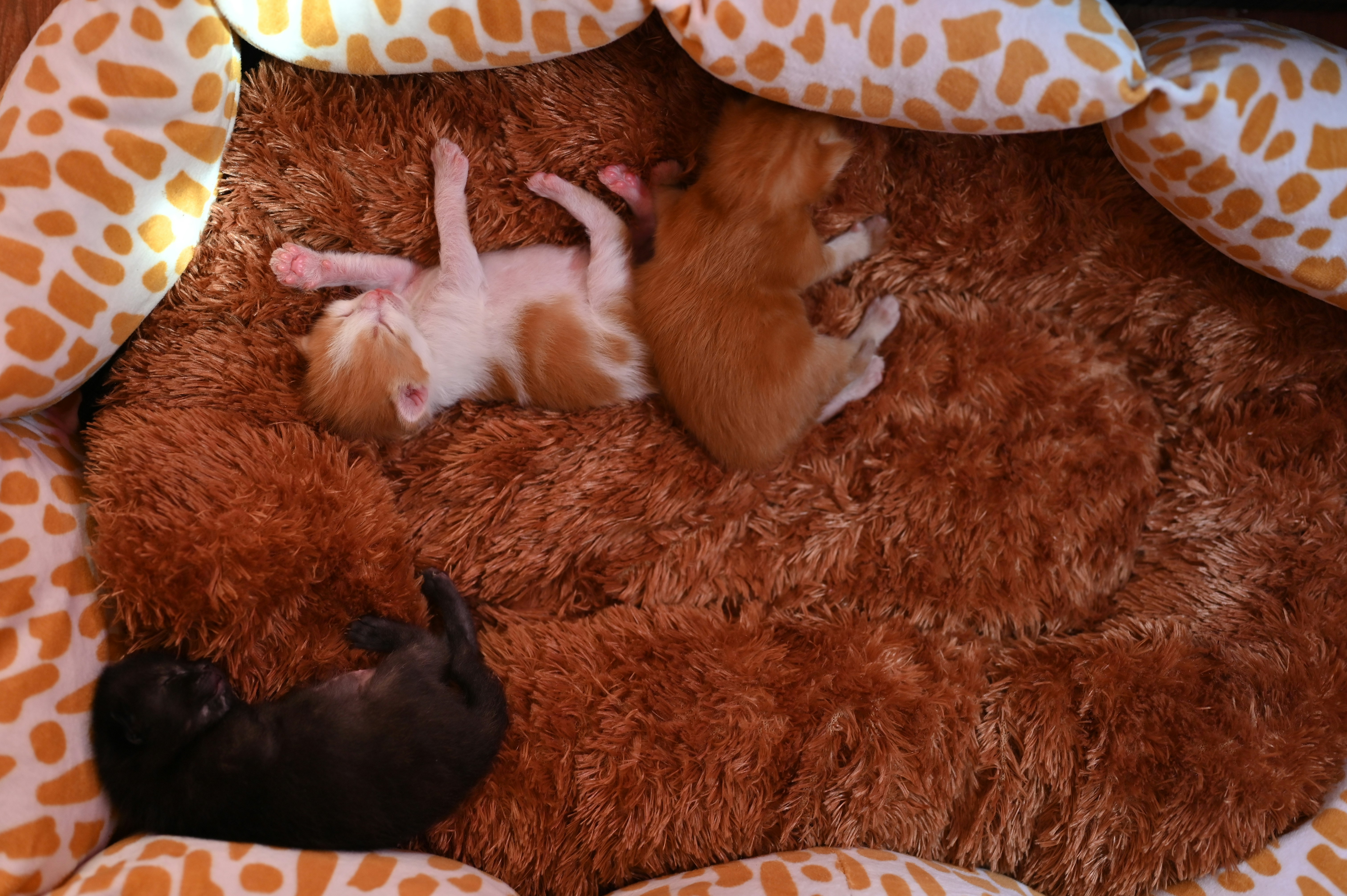 ein paar kleine Tiere liegen auf einem Bett