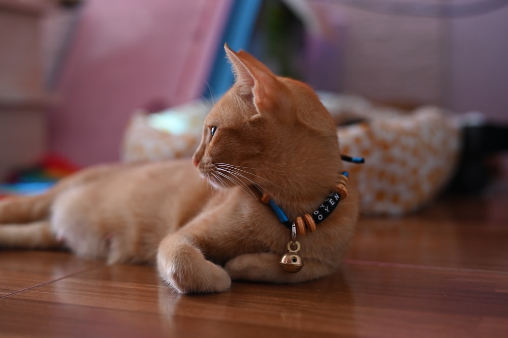 a small orange cat laying on a wooden floor