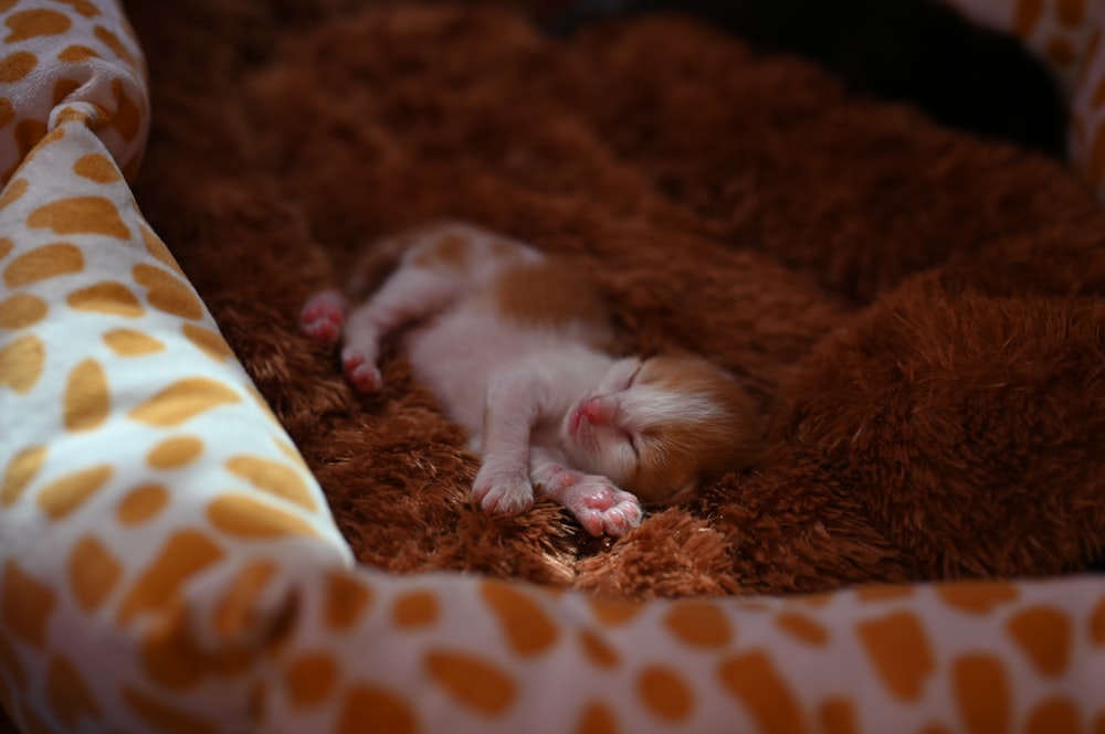 a small brown and white kitten sleeping on a blanket