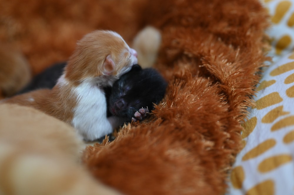 Eine Katze und eine Maus kuscheln sich zusammen auf eine Decke