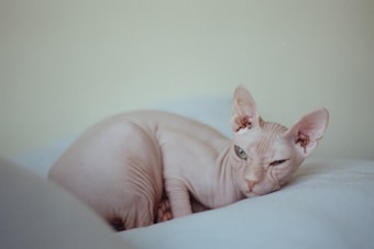 A hairless cat, likely a Sphynx, rests on a soft white surface. The cat has large ears and distinctive wrinkles, with one eye partially open, giving it a relaxed and slightly curious expression. The background is a soft, light cream color, adding to the serene atmosphere.