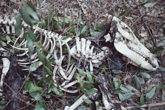 a skeleton is laying on the ground in the grass