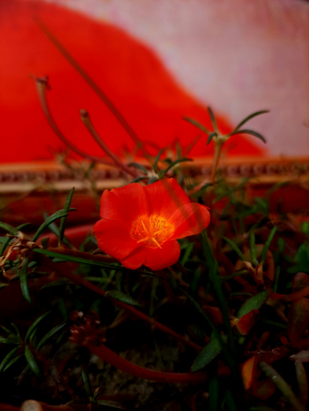 a red flower with a red background