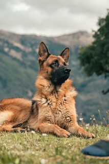 a dog lying on the grass