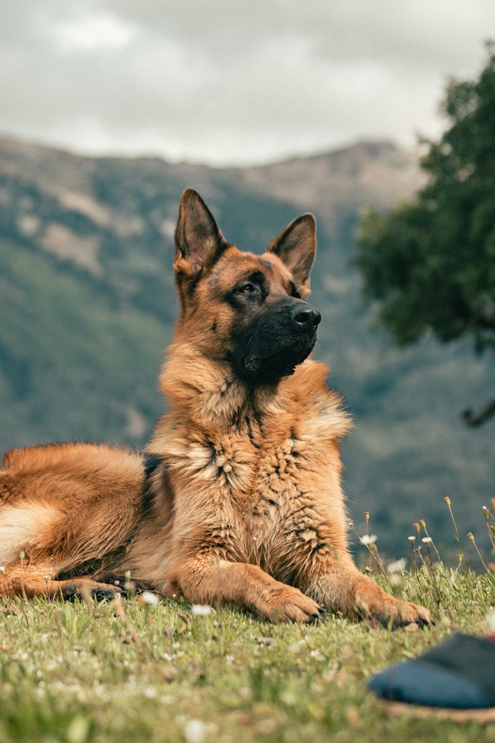 a dog lying on the grass