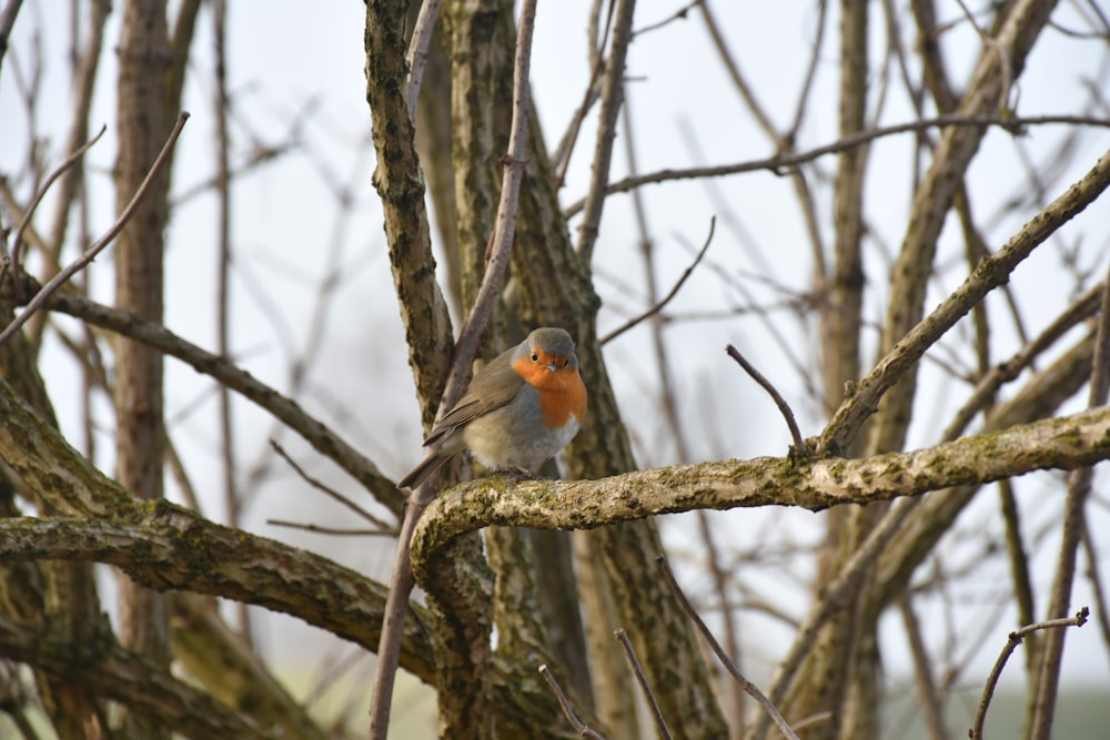 a small bird perched on a tree branch