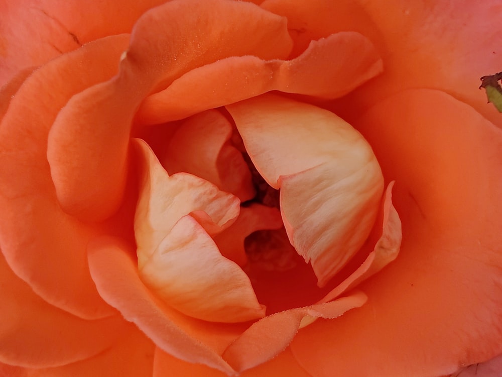 a close up of an orange rose flower