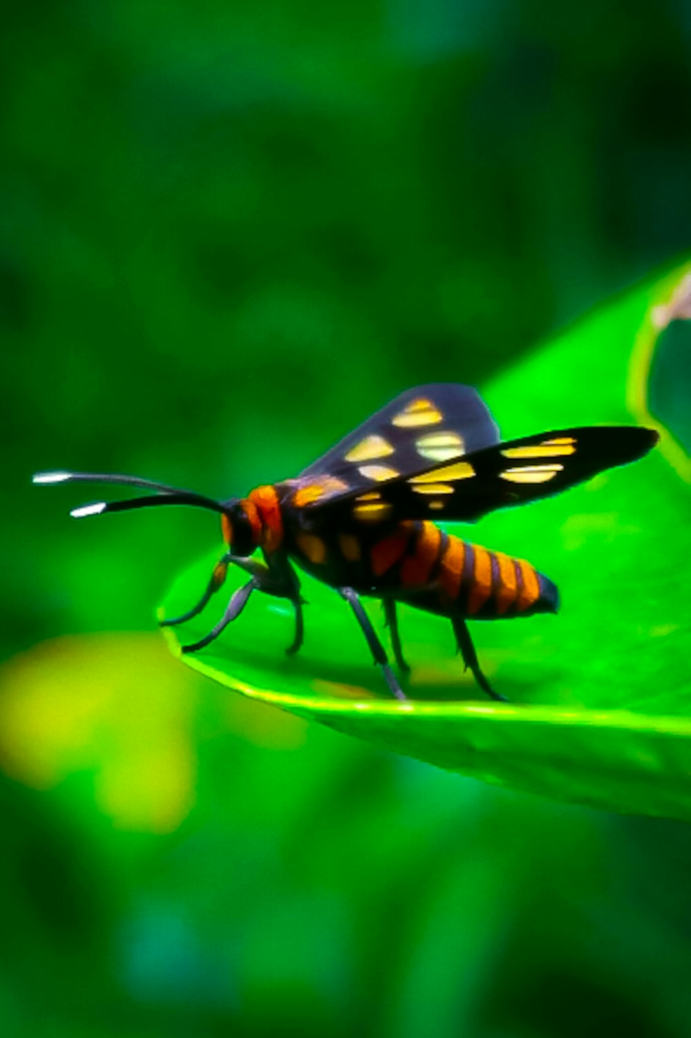 a bug sitting on top of a green leaf