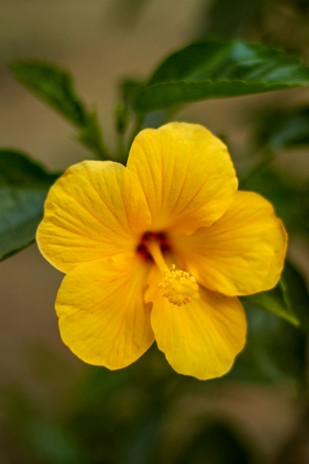 a yellow flower with green leaves in the background