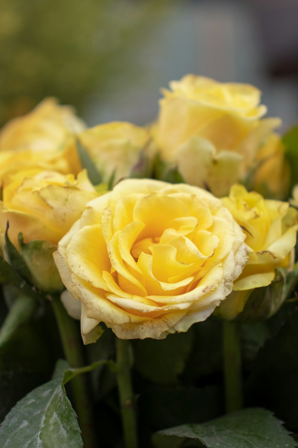 a close up of a bunch of yellow roses