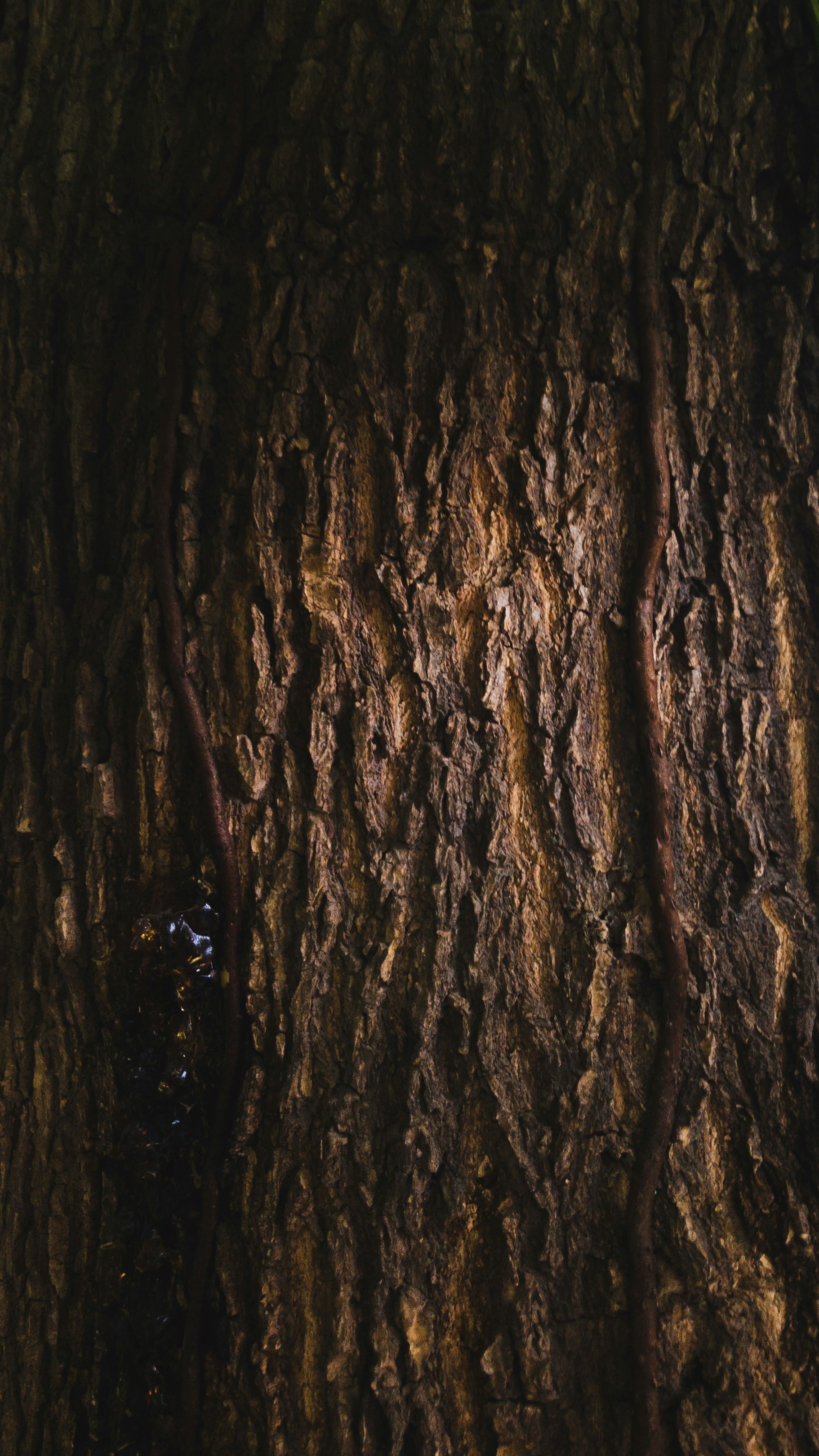 Photo by amritanshdubey