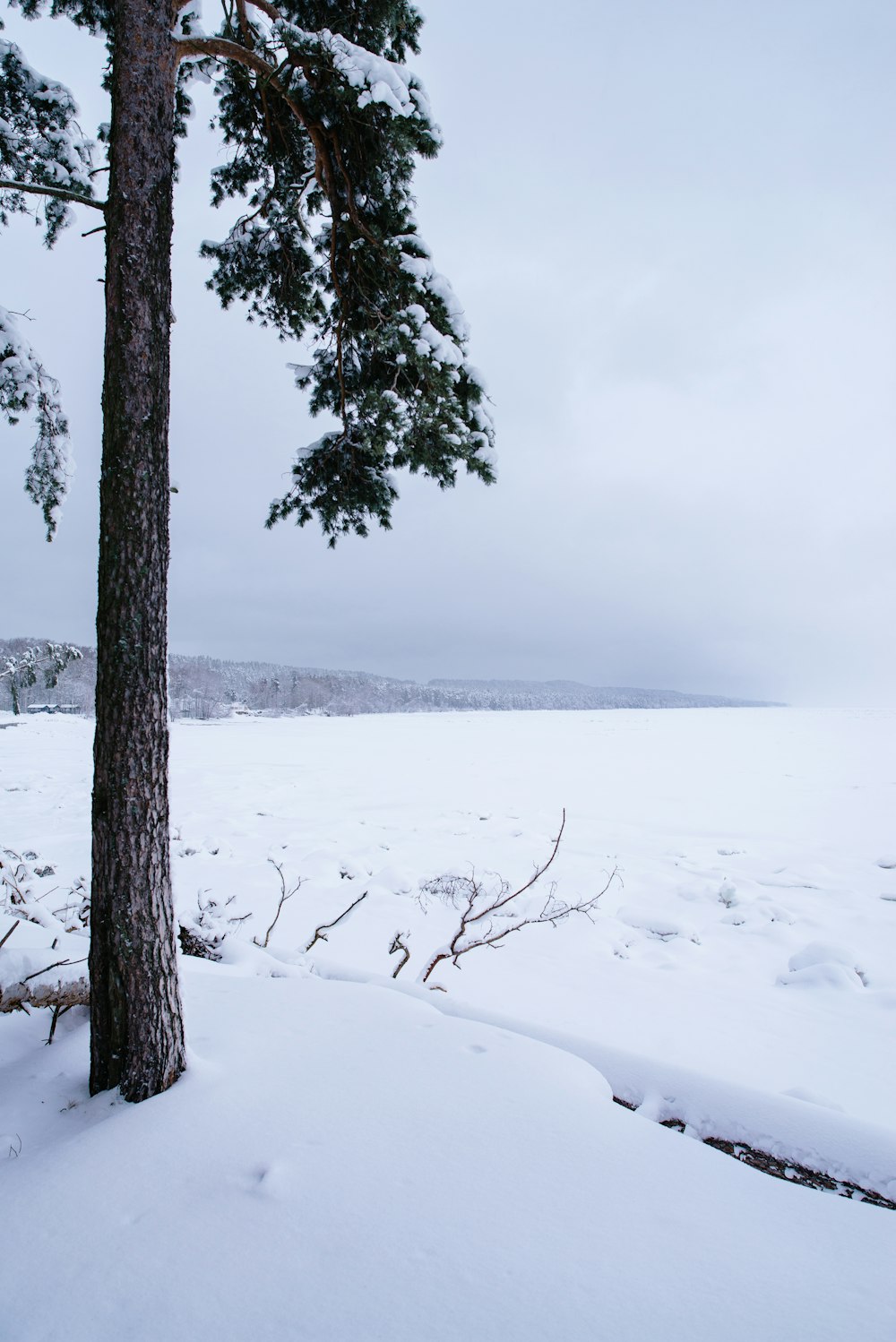 a snow covered field with trees and a body of water in the distance