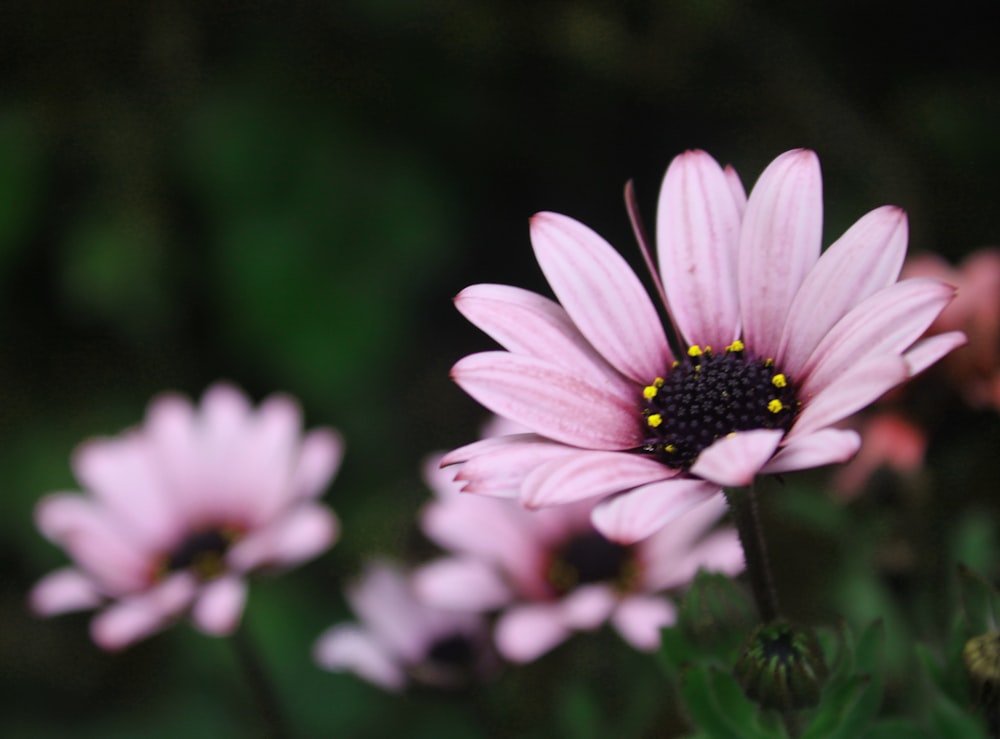 a close up of a pink flower with a black center