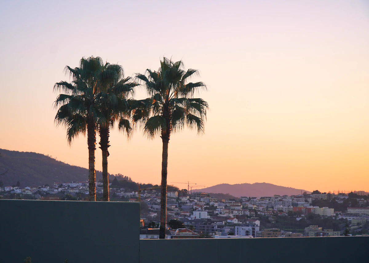 Two palm trees on a rooftop against a pink sunset sky