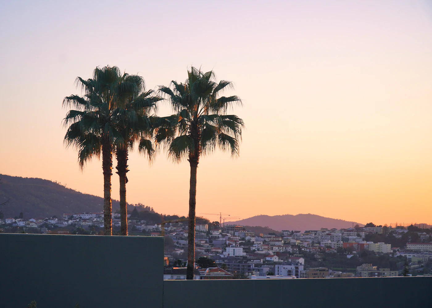 Palms on the roof at dusk