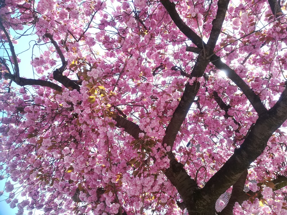 a pink tree with lots of pink flowers