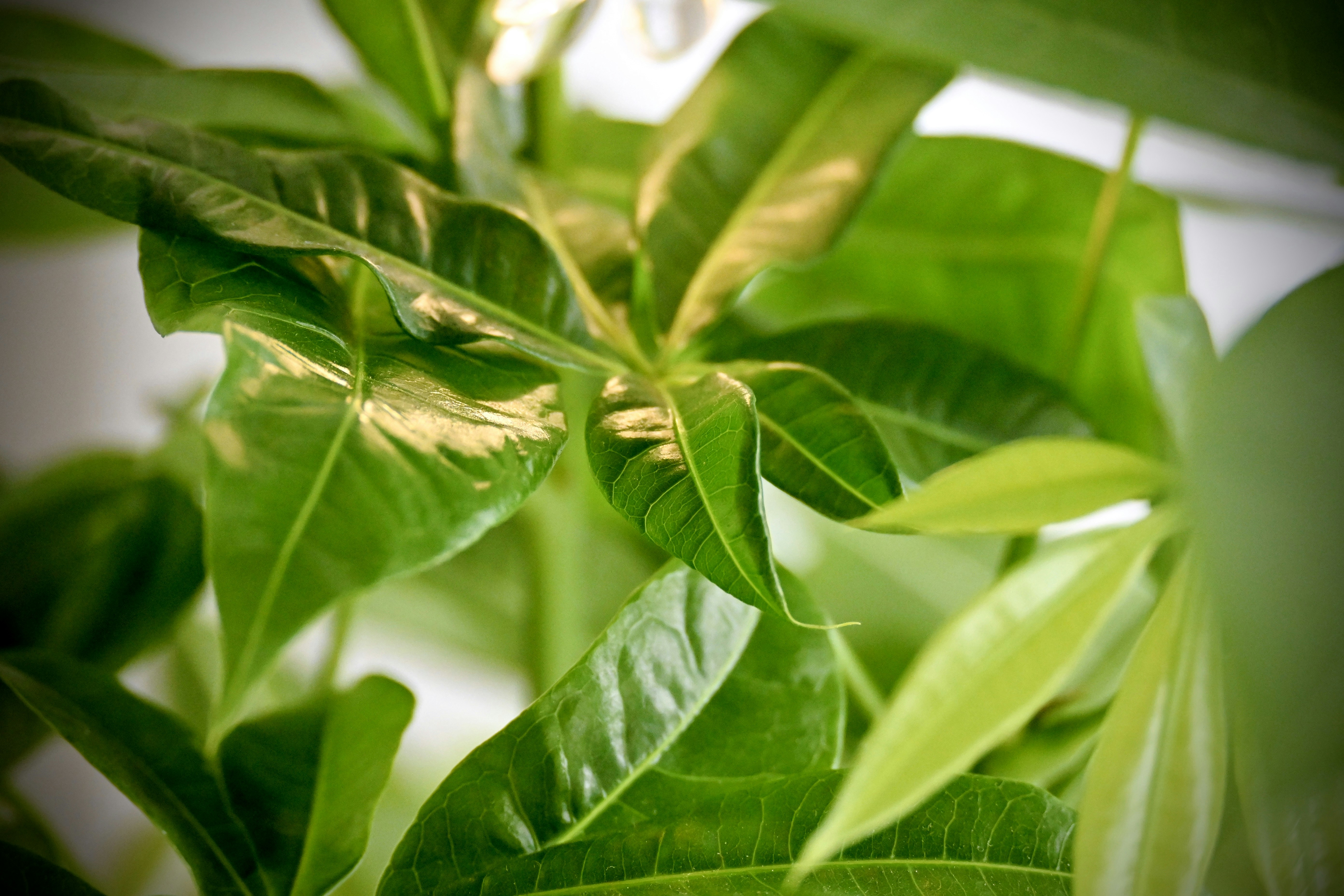 Photo by vijetha_surakanti