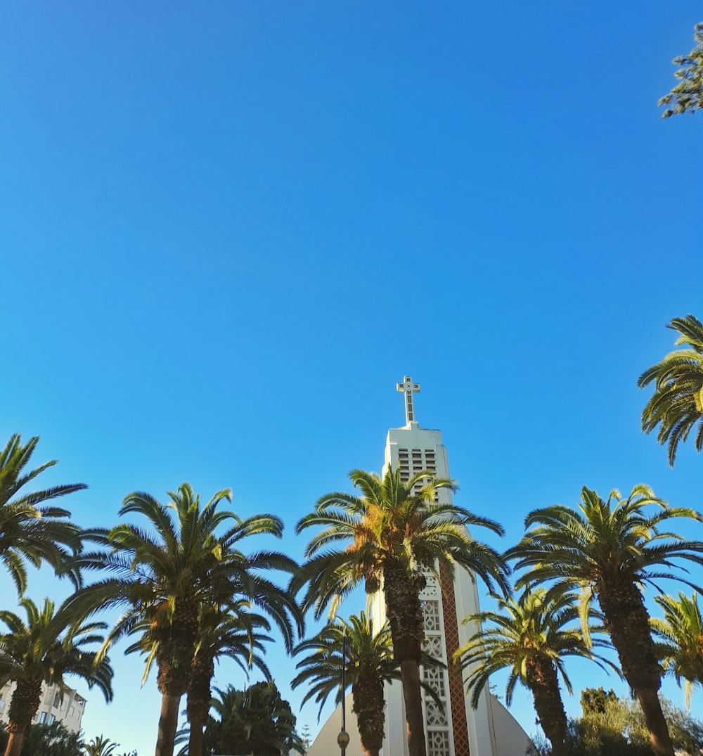 palm trees and a church steeple against a blue sky