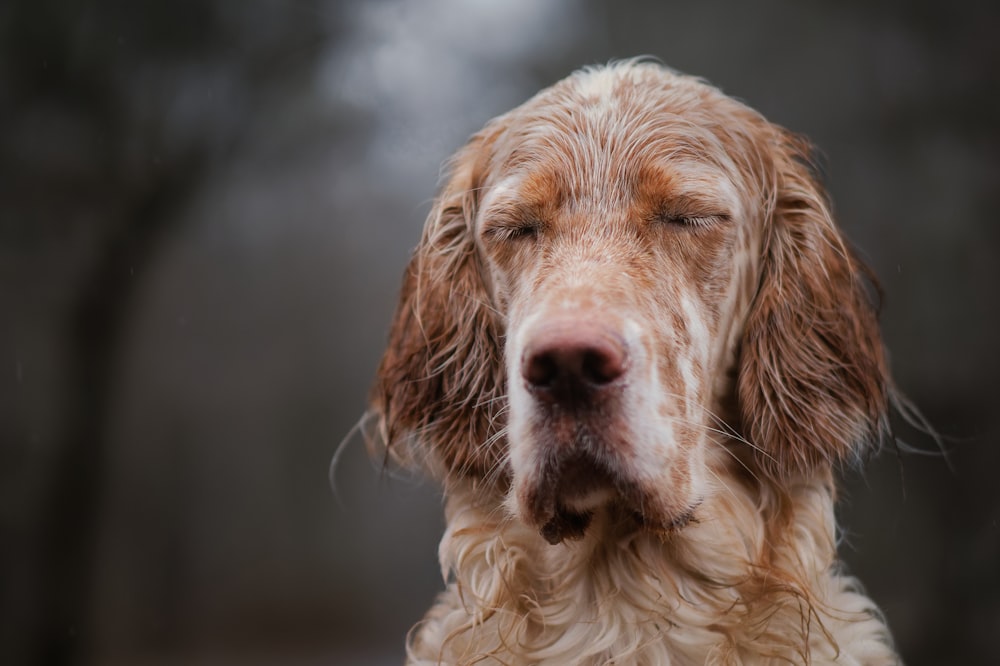 a close up of a dog with its eyes closed