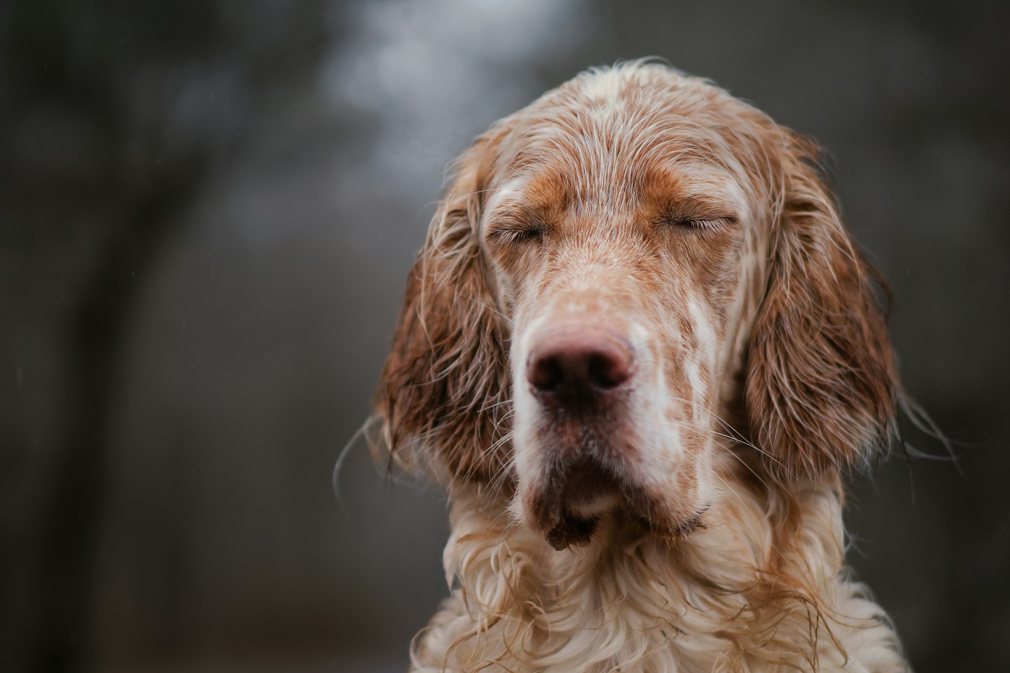 english setter