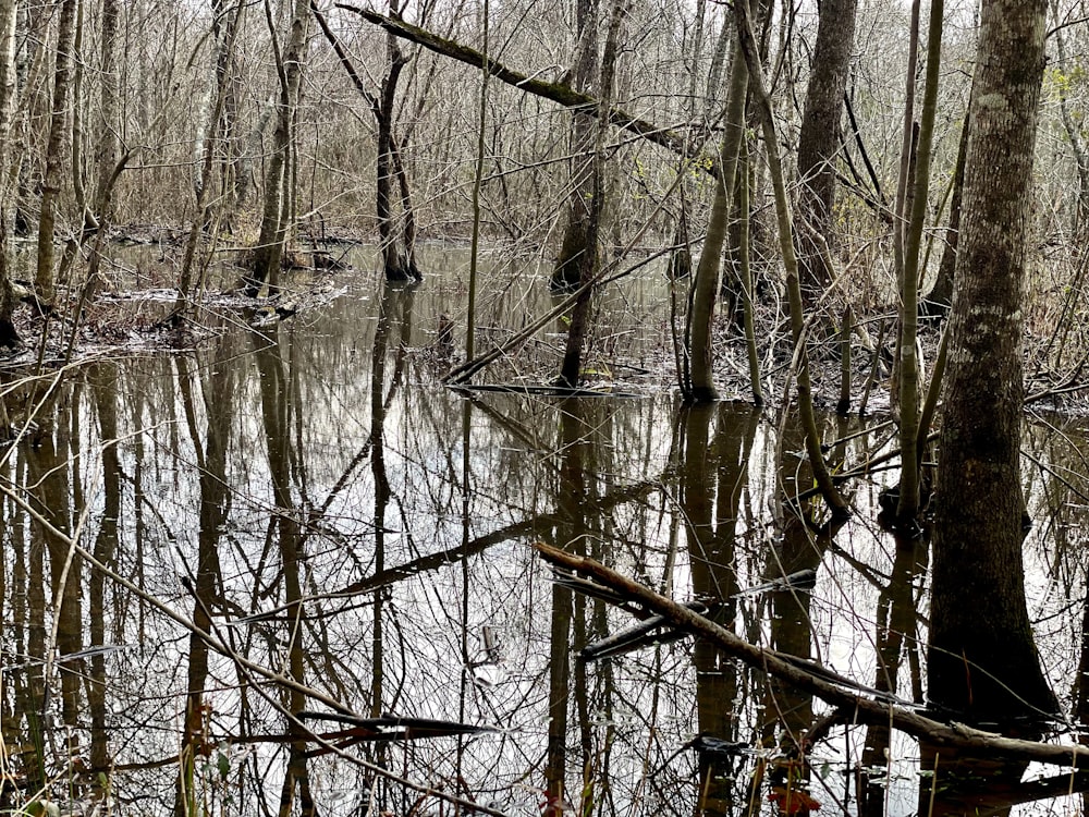 a body of water surrounded by trees in a forest