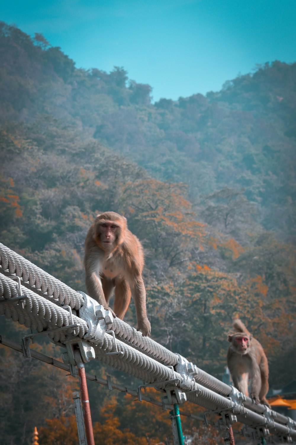 a couple of monkeys sitting on top of a metal fence