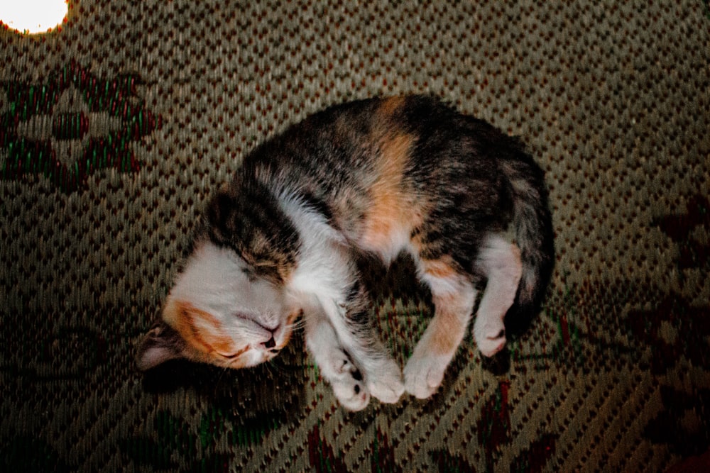 a cat curled up sleeping on a couch