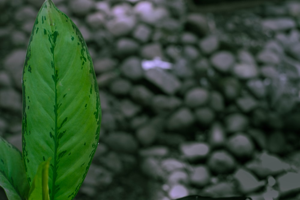 a close up of a green leaf with rocks in the background