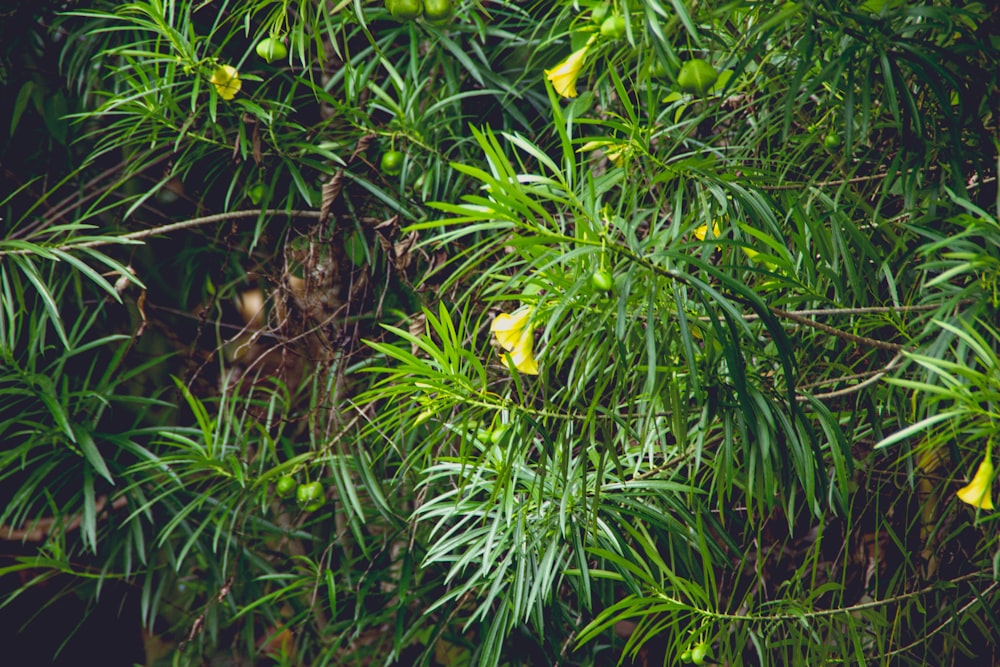 a tree with lots of green leaves and yellow flowers