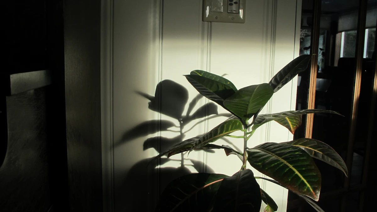 Plantas de interior con poca luz: 12 que sí aguantan (y dónde ponerlas)