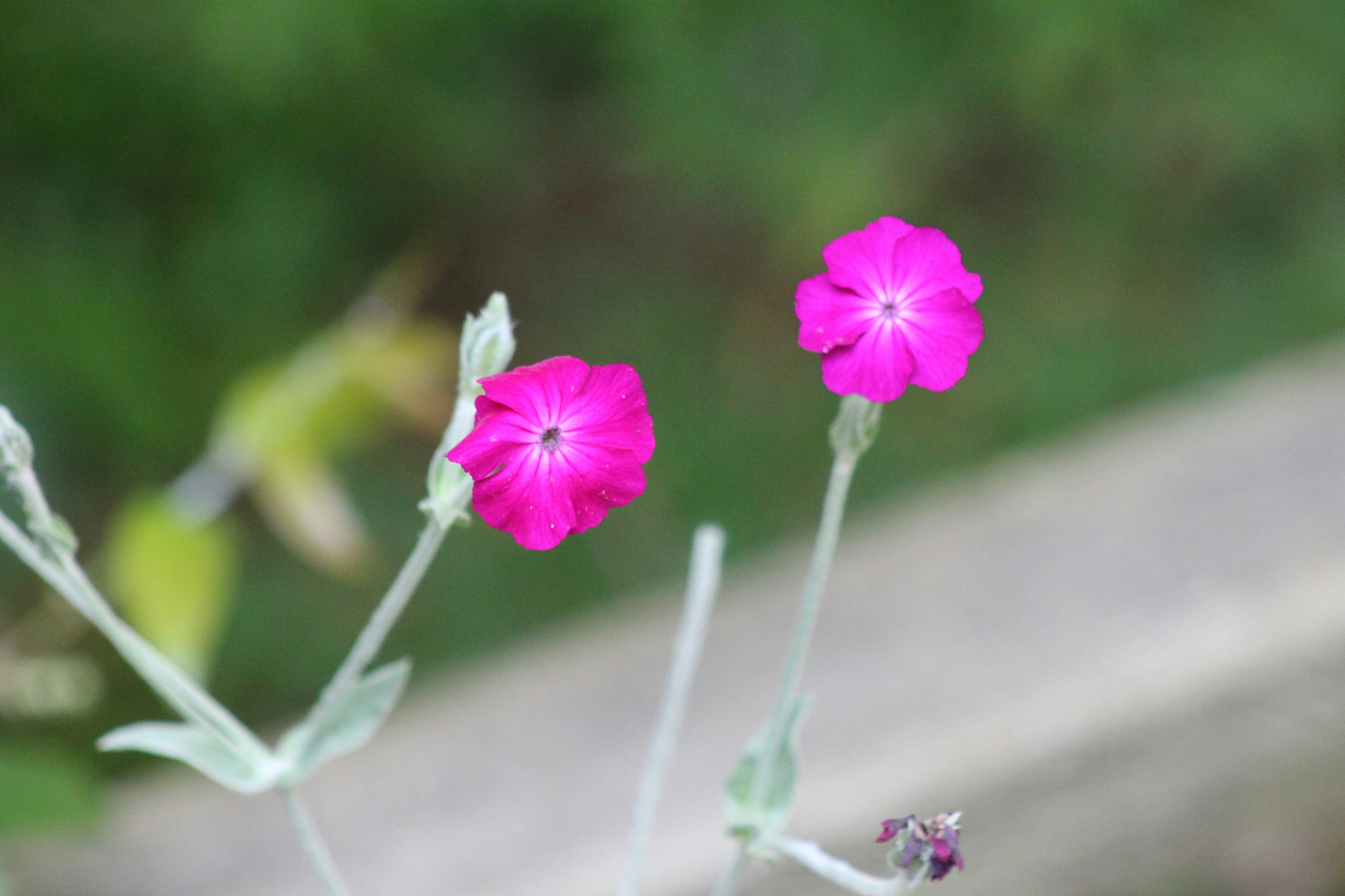 Photo by navarre