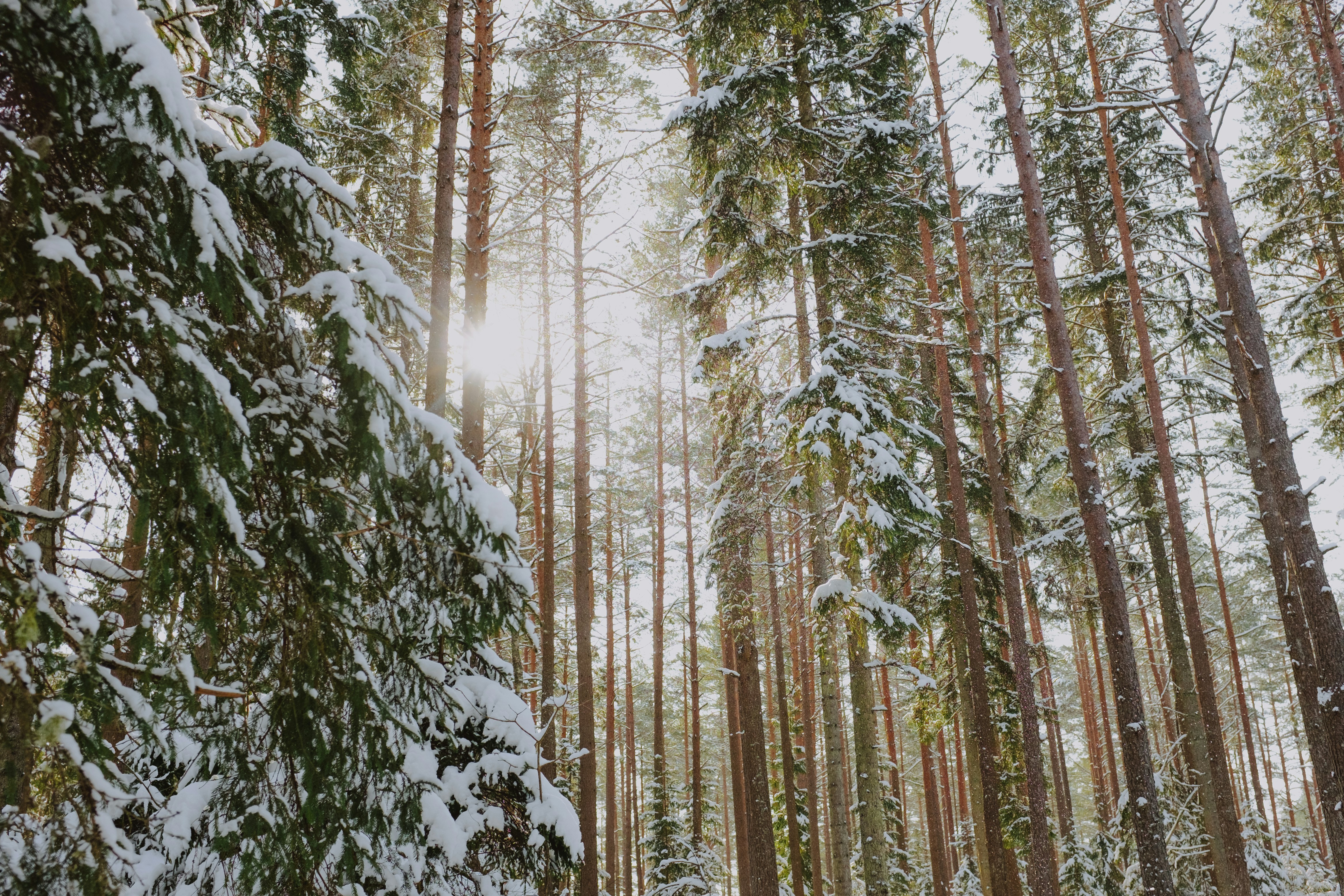 Cēsis – Nightlife & Evening Culture