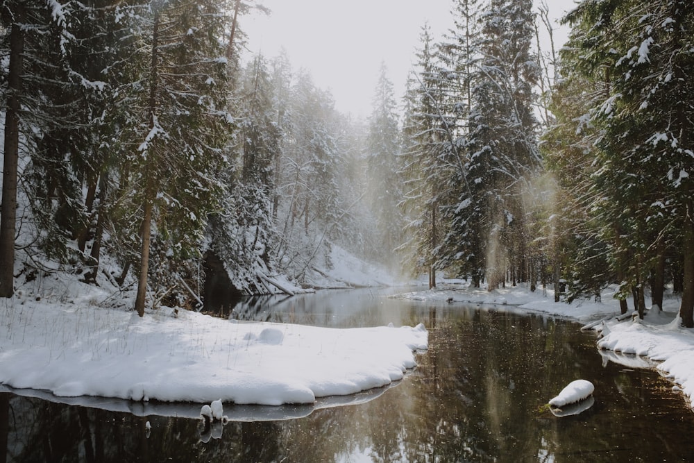 a river surrounded by snow covered trees in a forest