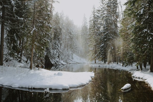 A river surrounded by snow covered trees in a forest — Cēsis, Latvia
