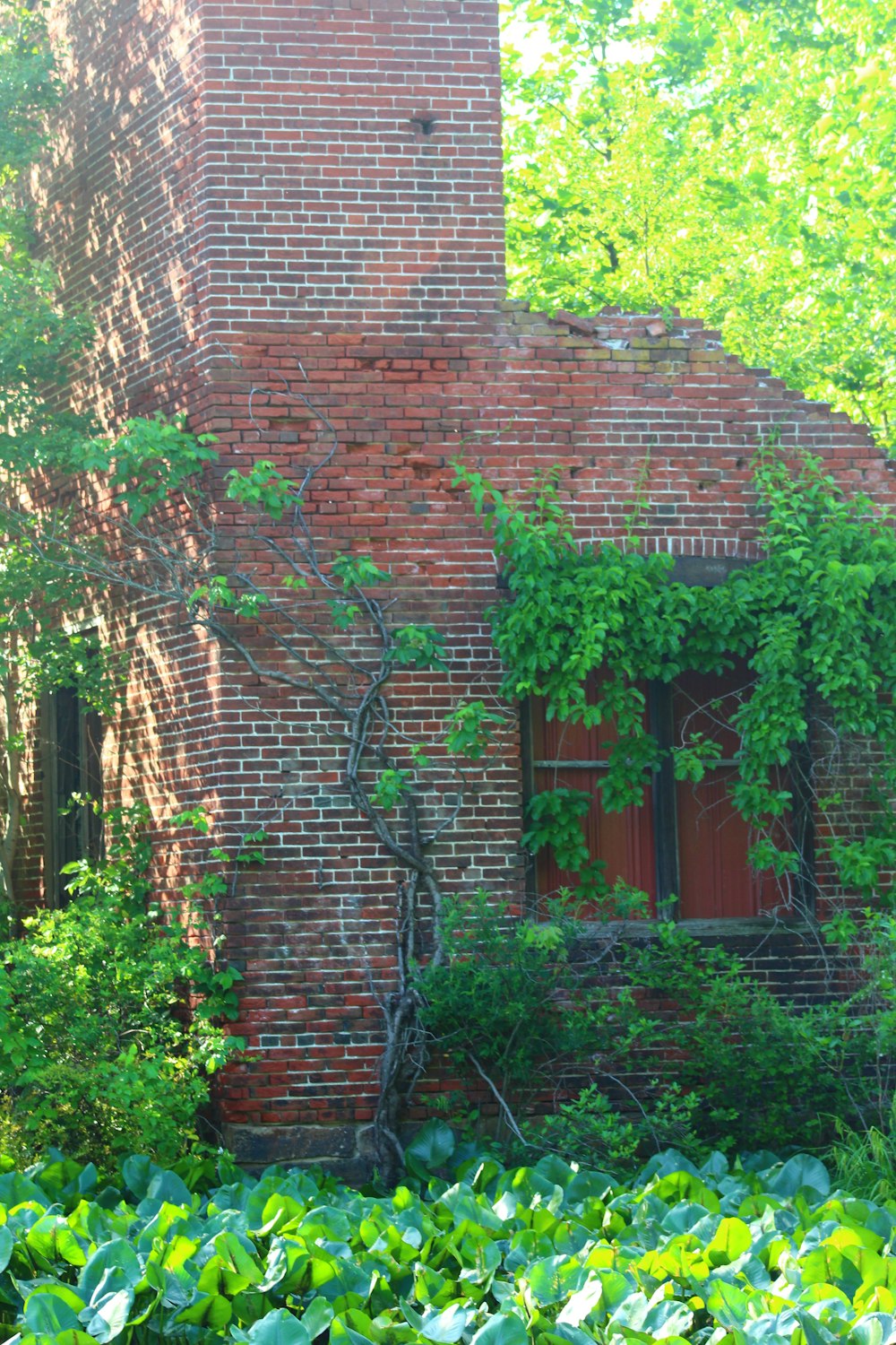 a brick building with vines growing on it