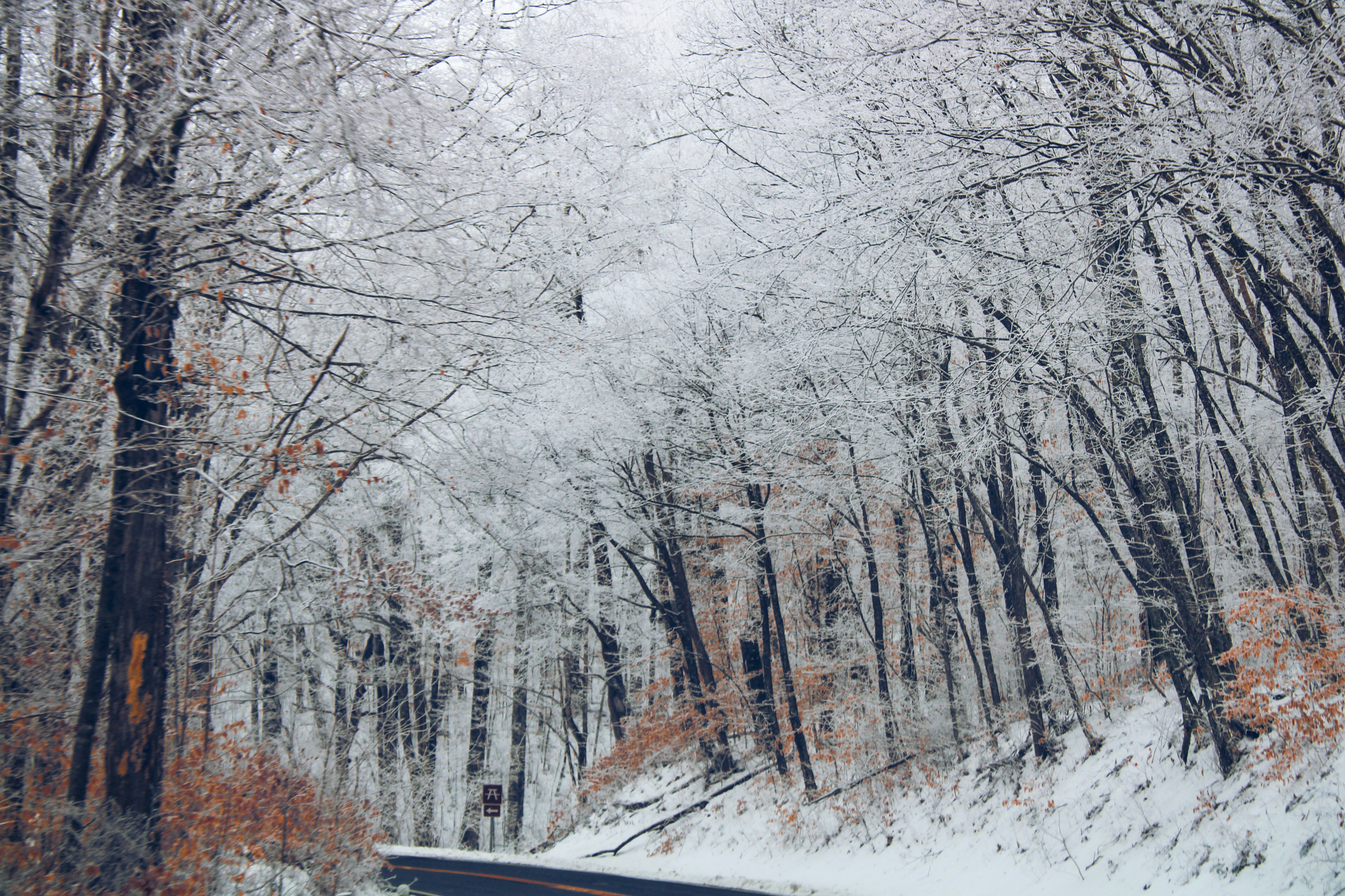 eine verschneite Straße, umgeben von Bäumen und Sträuchern