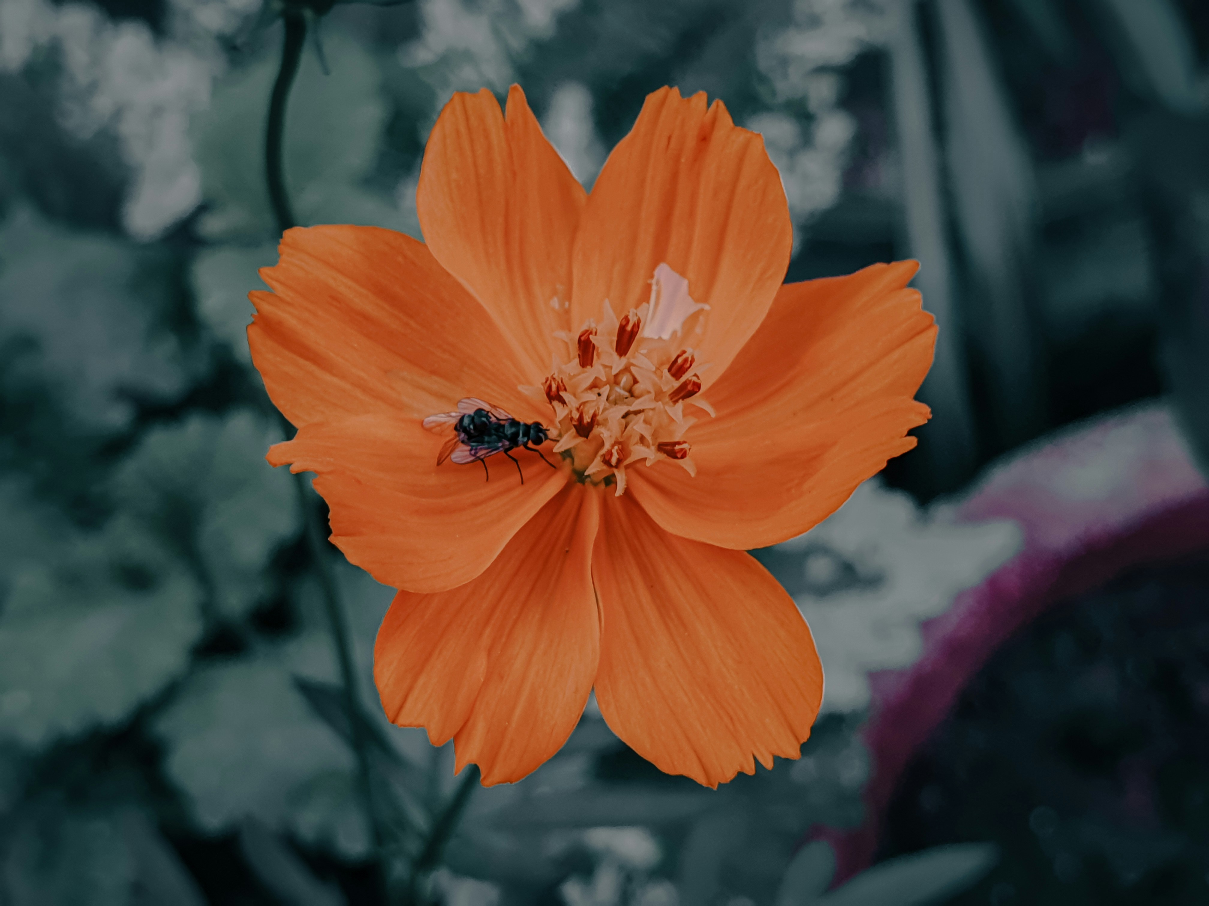 Photo by mubasir_mubarak