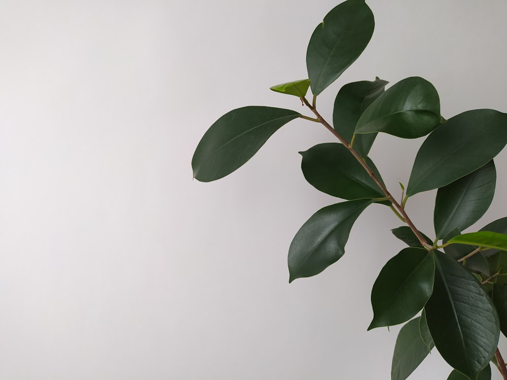 a plant with green leaves on a white background