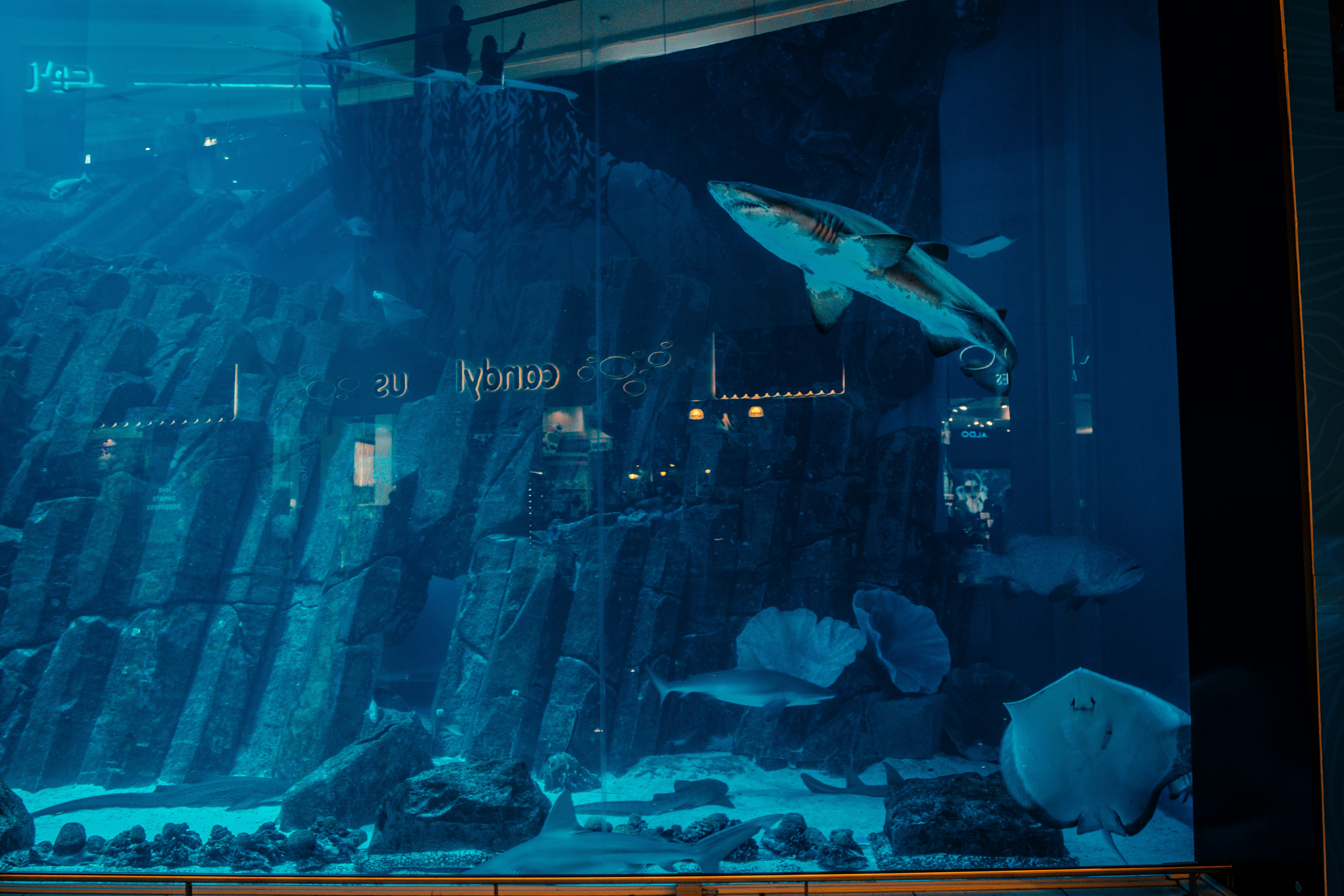 a large aquarium with a fish in it
