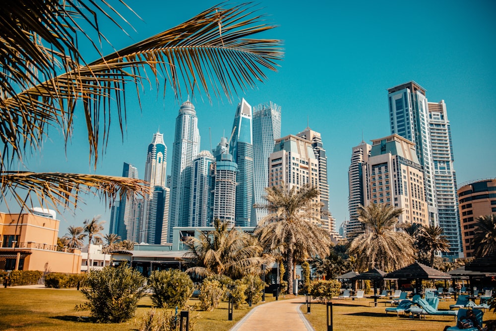 a palm tree in front of a city skyline