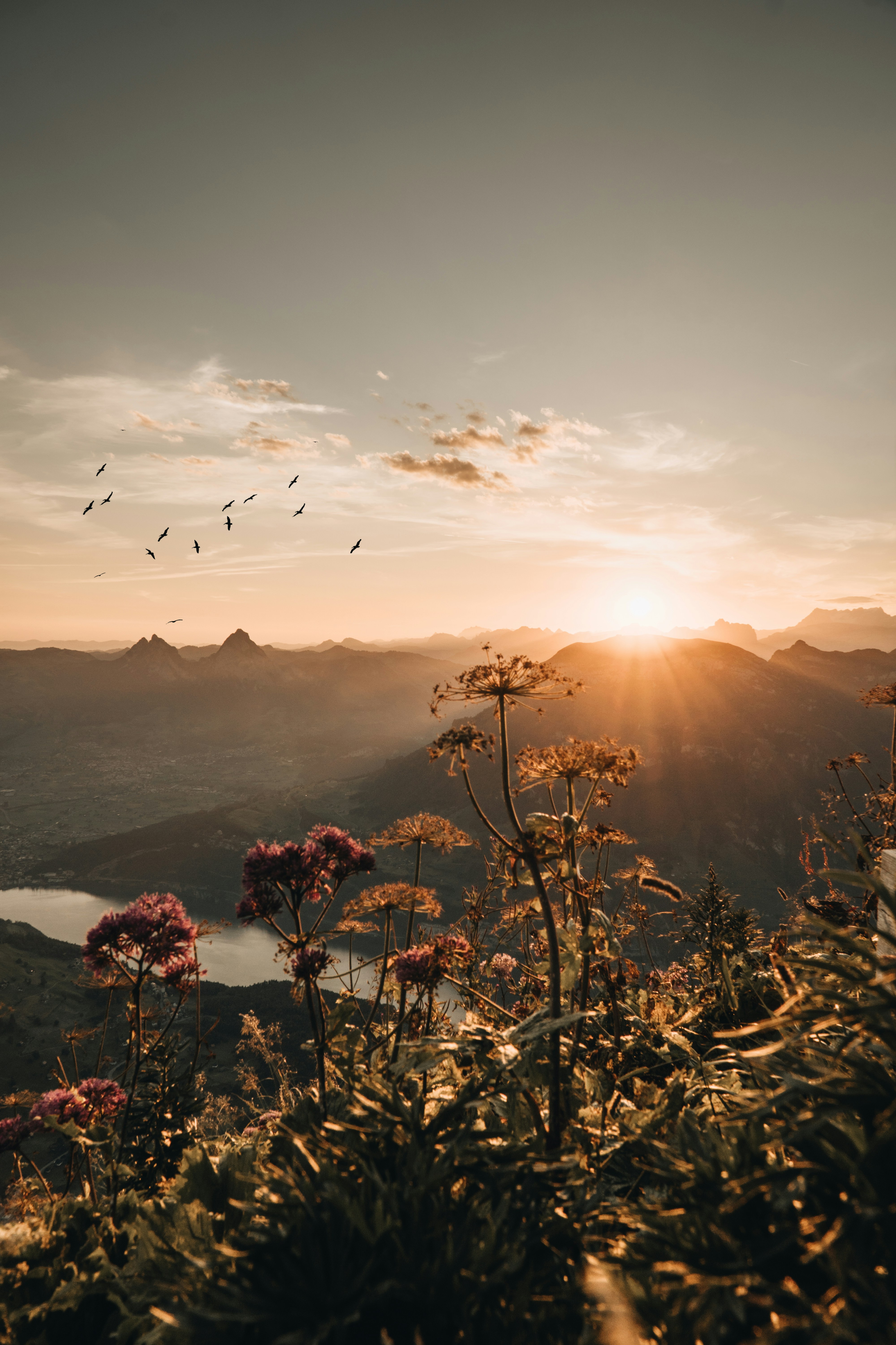 die Sonne geht über den Bergen und Blumen unter