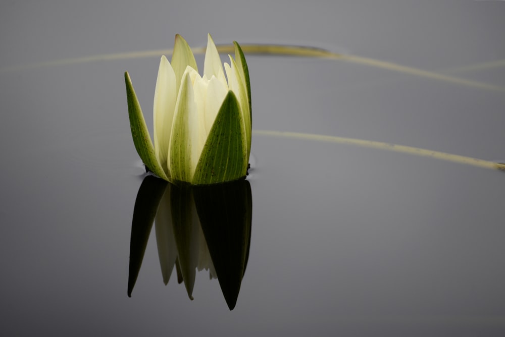 a single white flower sitting on top of a lake
