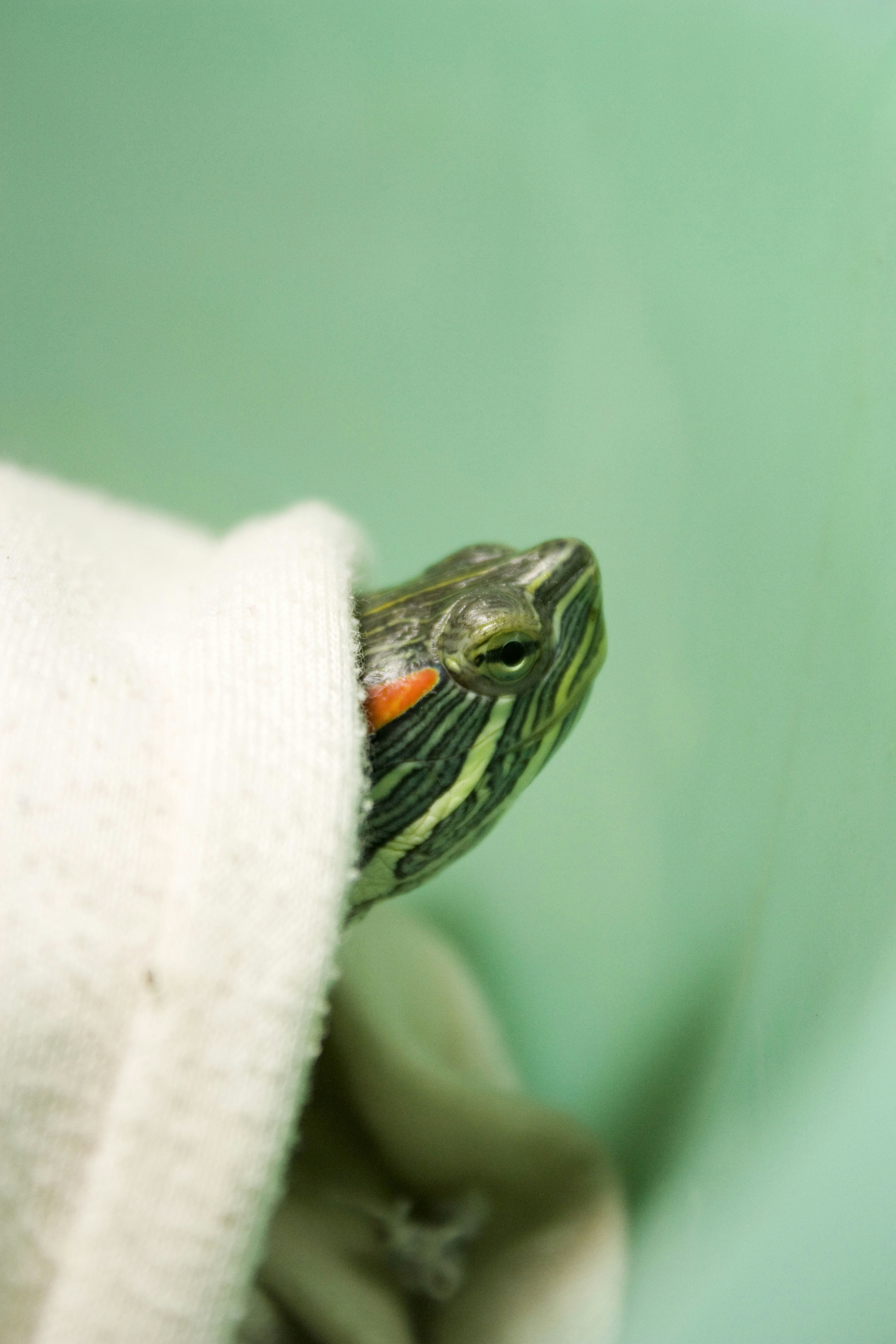 白いタオルの上に座っている小さなカメ