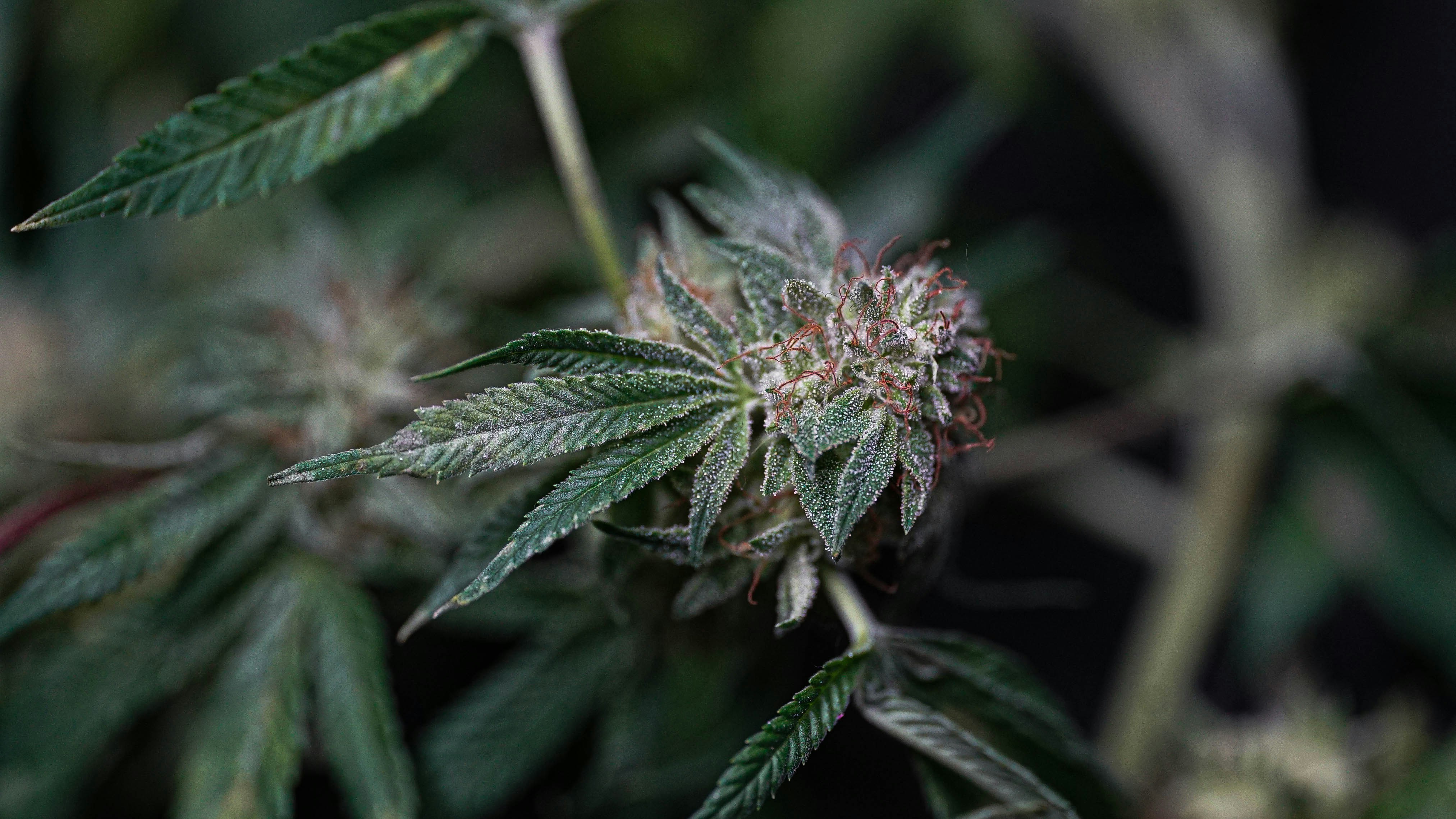 Image showing dense buds of the Critical Mass strain