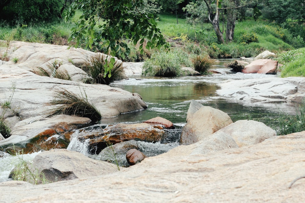 a stream running through a lush green forest