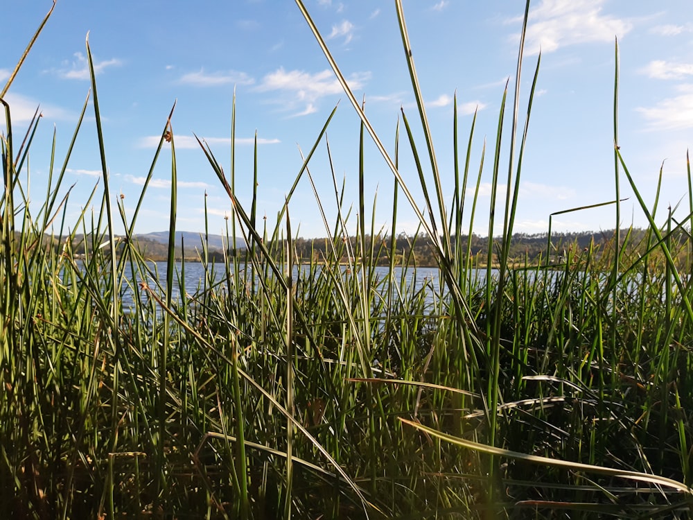 a view of a body of water through some tall grass