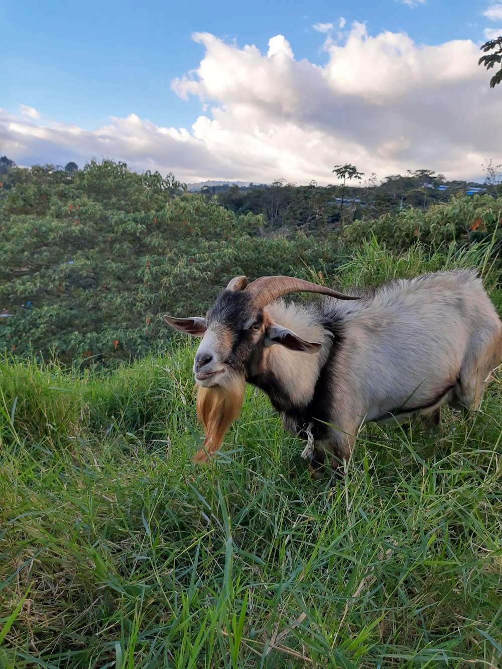 a goat standing on top of a lush green field